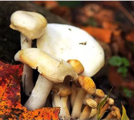 Mantarların Gizemli Dünyası: 5 Milyon Tür, Sadece 3 Bini Yenilebilir!